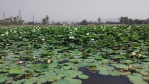 Patpara ka talab - पटपरा तालाब में सुंदर कमल का फूल